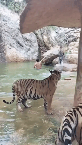 Crazy Footage of Leaping Tiger Making a Splash
