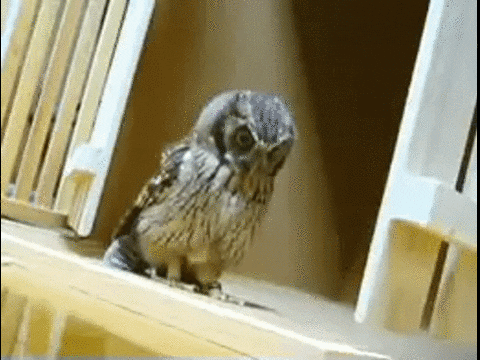 owl skills GIF