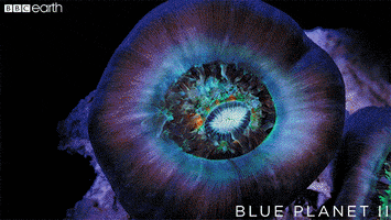 breathe blue planet GIF by BBC Earth