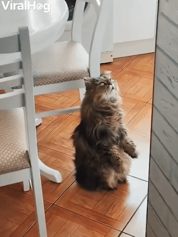 Unusual Cat Sits to Watch Cartoons