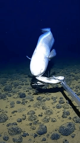 Researchers Spot Huge Fish off Australian Coast