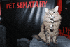 cat church GIF by Pet Sematary