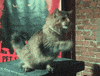 cat church GIF by Pet Sematary