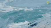 nat geo penguins GIF by National Geographic Channel