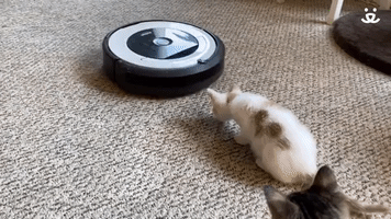 Kittens Vs iRobot