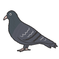 Bird Pigeon Sticker