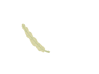 Plant Sticker