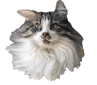 Cat Bucky Sticker