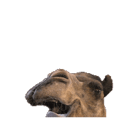 Wednesday Hump Day Sticker by GEICO