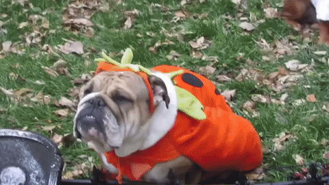 Pug Halloween GIF by Alternative Press