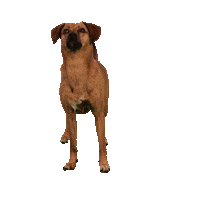 Dog Lay Down Sticker by RTL 4