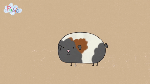 Happy Guinea Pig GIF by Pablo