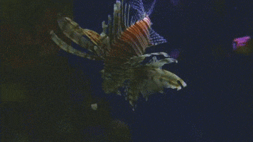 life sciences fish GIF