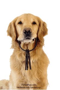 Pirates Of The Caribbean Dog Sticker