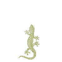 shakatribe hawaii lizard moo gecko Sticker
