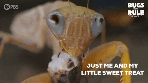 Dont Mind Me Praying Mantis GIF by PBS