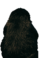 fantasticbeastsjapan ファンタスティックビースト ファンタビ 魔法動物 ニュート Sticker