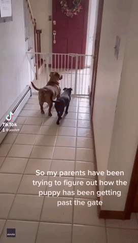 Barkour: Clever Pup Climbs Friend to Jump Safety Gate