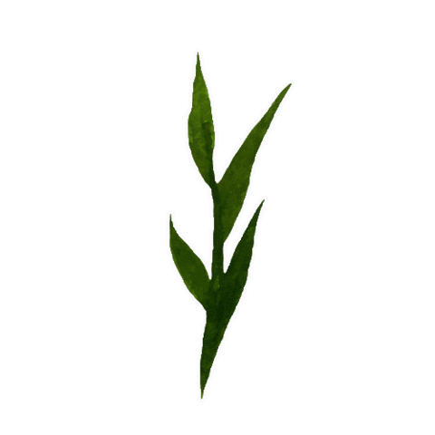 Julia_Ili giphyupload green plant cozy Sticker