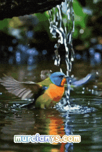 Llena De Amor Buenos Dias GIF by Murcianys LLC