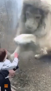 Lion Tries to 'Play' With Baby Visitor at the Zoo