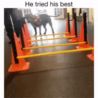 justviralnet game funny dog animals GIF