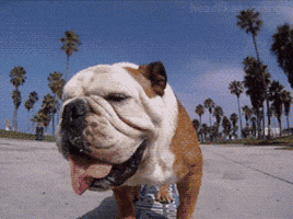 super smart animals bulldog GIF by Head Like an Orange