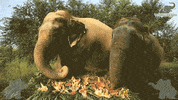 Breakfast Dinner GIF by Wildlife SOS