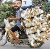 Ipl Csk GIF