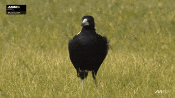 Walking Around Motorcycle Racing GIF by MotoGP™