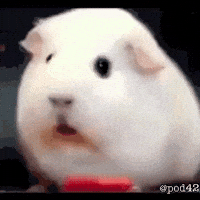Shocked Guinea Pig GIF