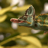 Wildlife Tongue Out GIF by Oi