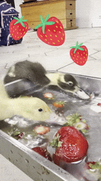 Summer Duck GIF
