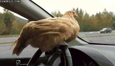 bird driving GIF by Cheezburger