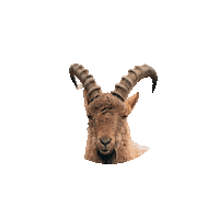 TierparkSababurg zoo steinbock tierpark sababurg Sticker