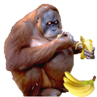 ape STICKER