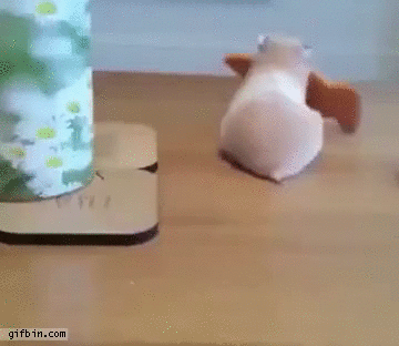 daily s GIF