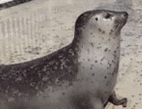 Seal GIF by jOnNy'S wOrLd