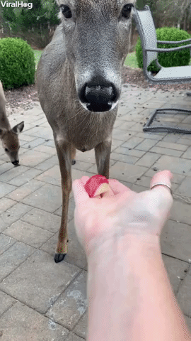 Deer Stop for a Bite of Breakfast