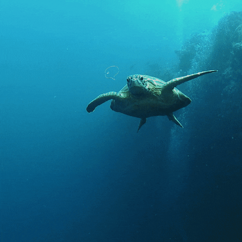 Dopper giphyupload sustainable turtle climatechange GIF
