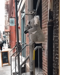 Toy Koalas Pop Up Around New York City to Raise Money for Wildlife Affected by Bushfires