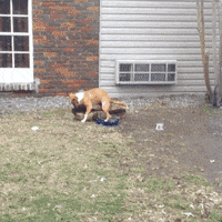 go GIF