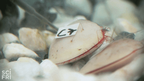 life sea GIF by Science Friday