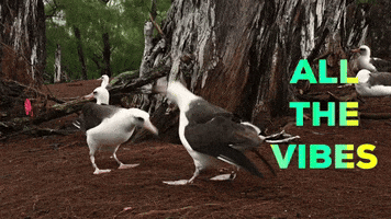Dance Vibing GIF by U.S. Fish and Wildlife Service