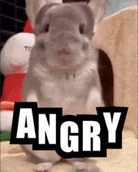 Angry Chinchilla GIF