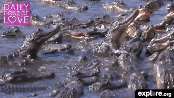 GIF by explore.org