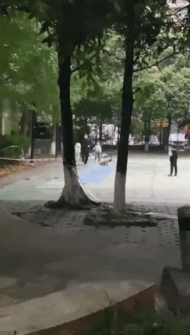 cuteanimalland giphyupload GIF