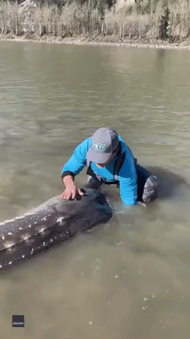 Fishing Guide Catches 10-Foot Sturgeon in British Columbia River