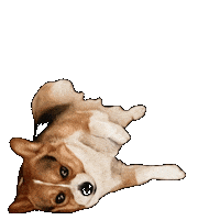 Corgi Milo Sticker