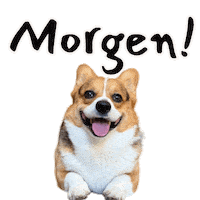 German Corgi Sticker